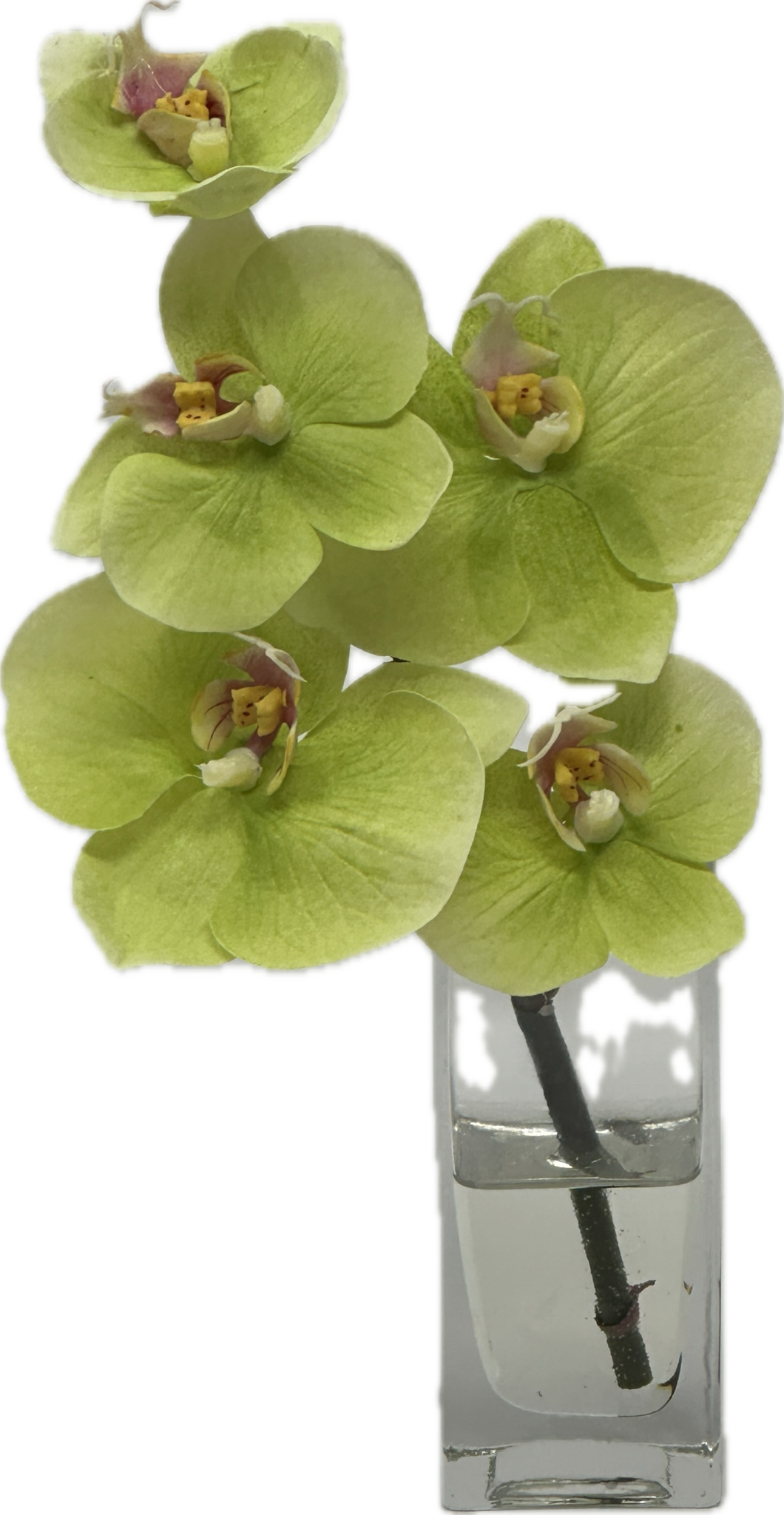 Baby Phalaenopsis Bud Vase - Faux Water (Green)