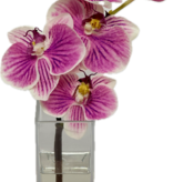 Baby Phalaenopsis Bud Vase - Faux Water (Purple White)