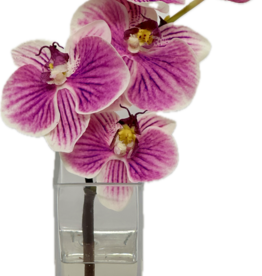 Baby Phalaenopsis Bud Vase - Faux Water (Purple White)