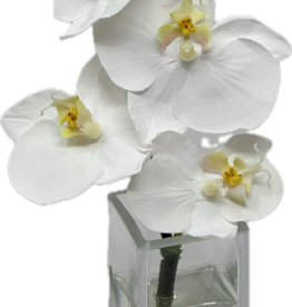 Baby Phalaenopsis Bud Vase - Faux Water (White)