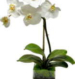 Baby Phalaenopsis Orchid x1 in 3" Square-Faux Water (White)