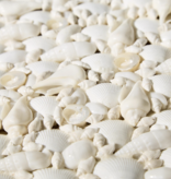 Sea Shell Rectangle Box