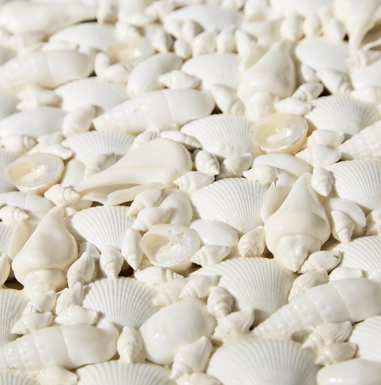Sea Shell Rectangle Box