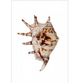 Spiked Shell on Acrylic