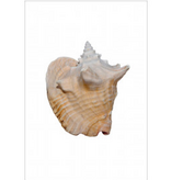 Conch on Acrylic