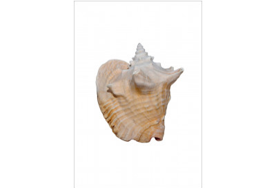 Conch on Acrylic