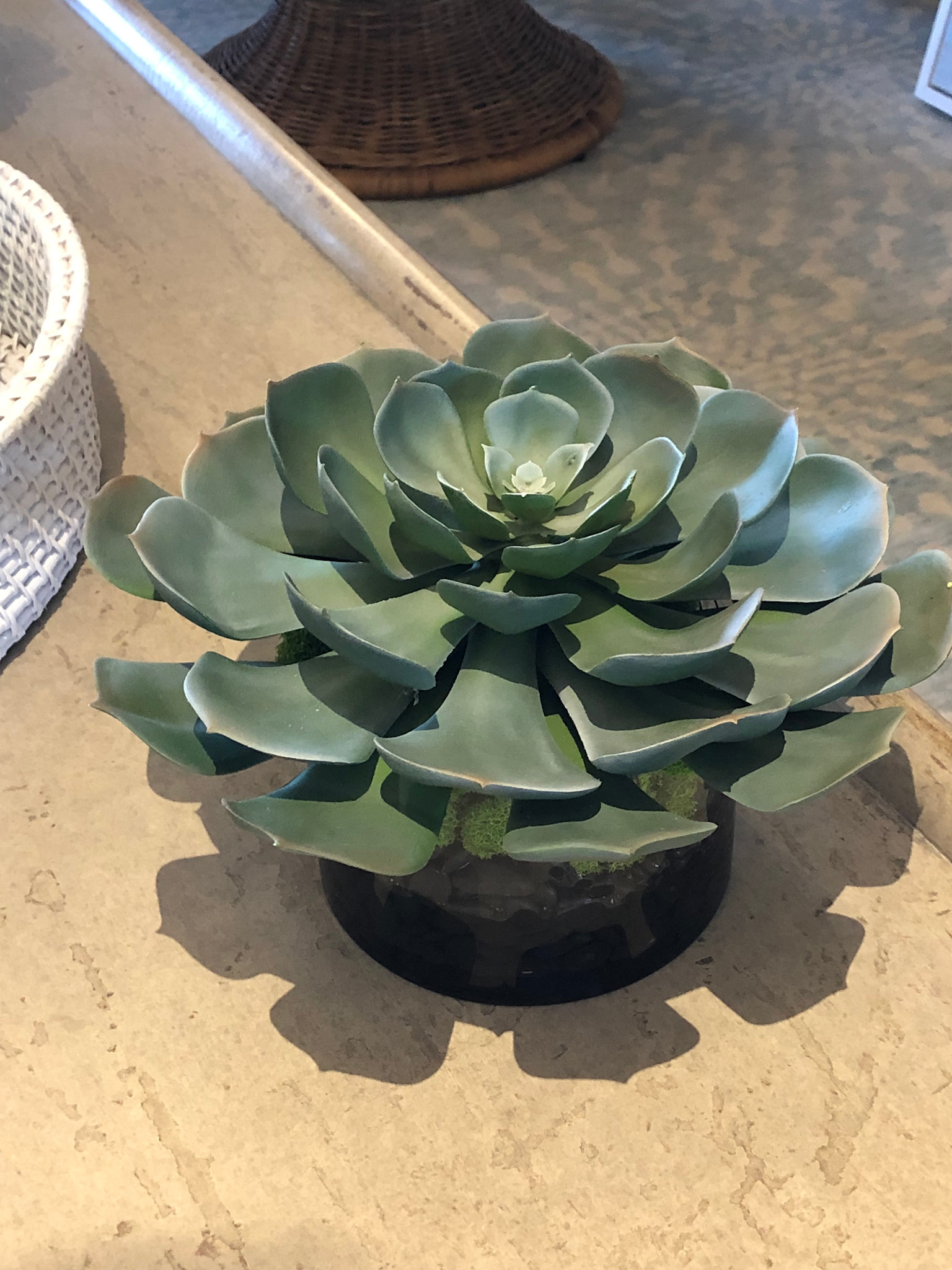 12" Succulent x1 in 6" Cylinder-Faux Water/Stones (Green)