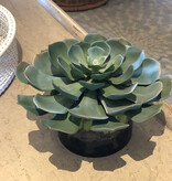 12" Succulent x1 in 6" Cylinder-Faux Water/Stones (Green)