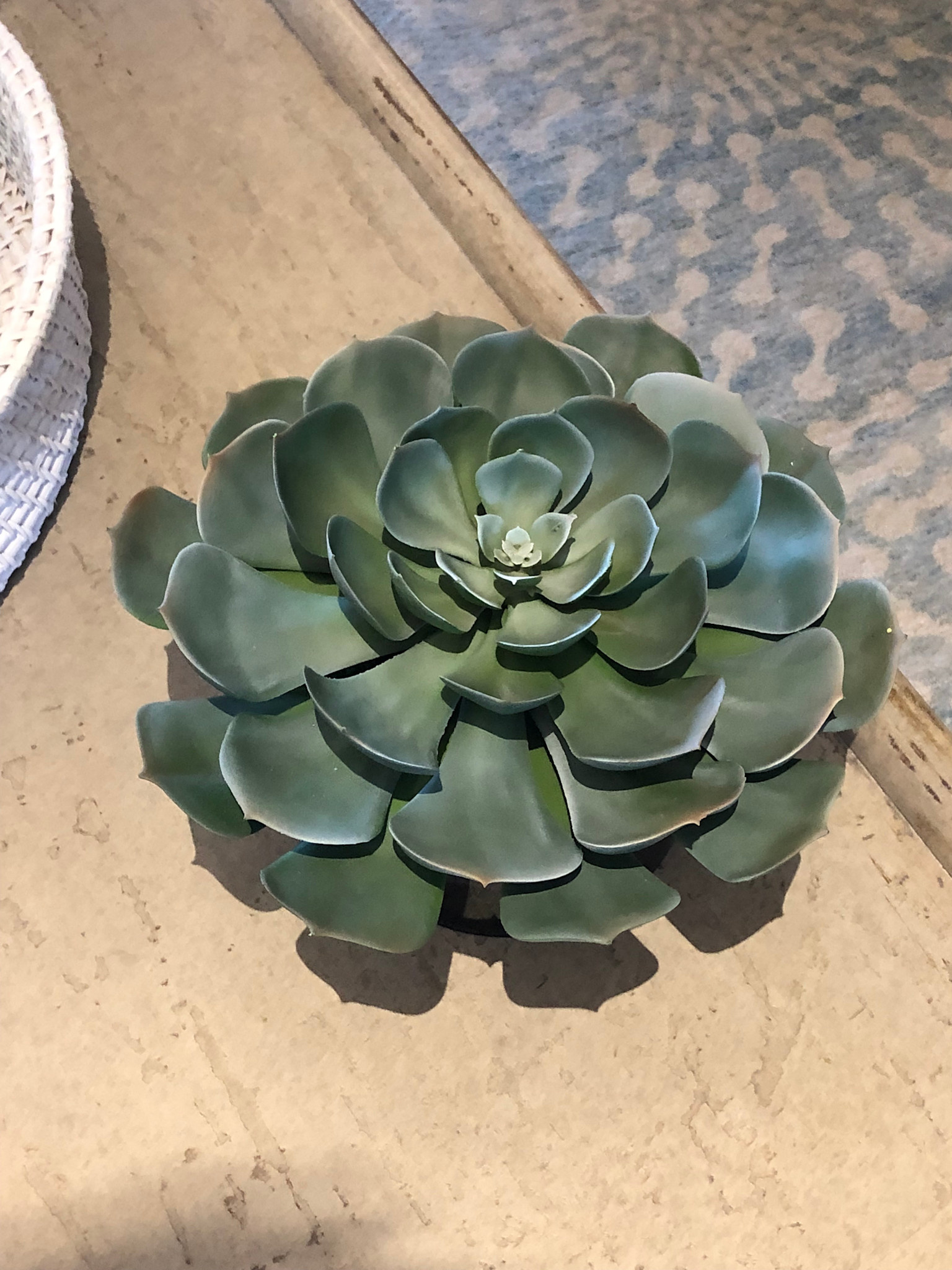 12" Succulent x1 in 6" Cylinder-Faux Water/Stones (Green)
