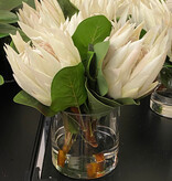 Protea x3 in 5" Cylinder-Faux Water (White)