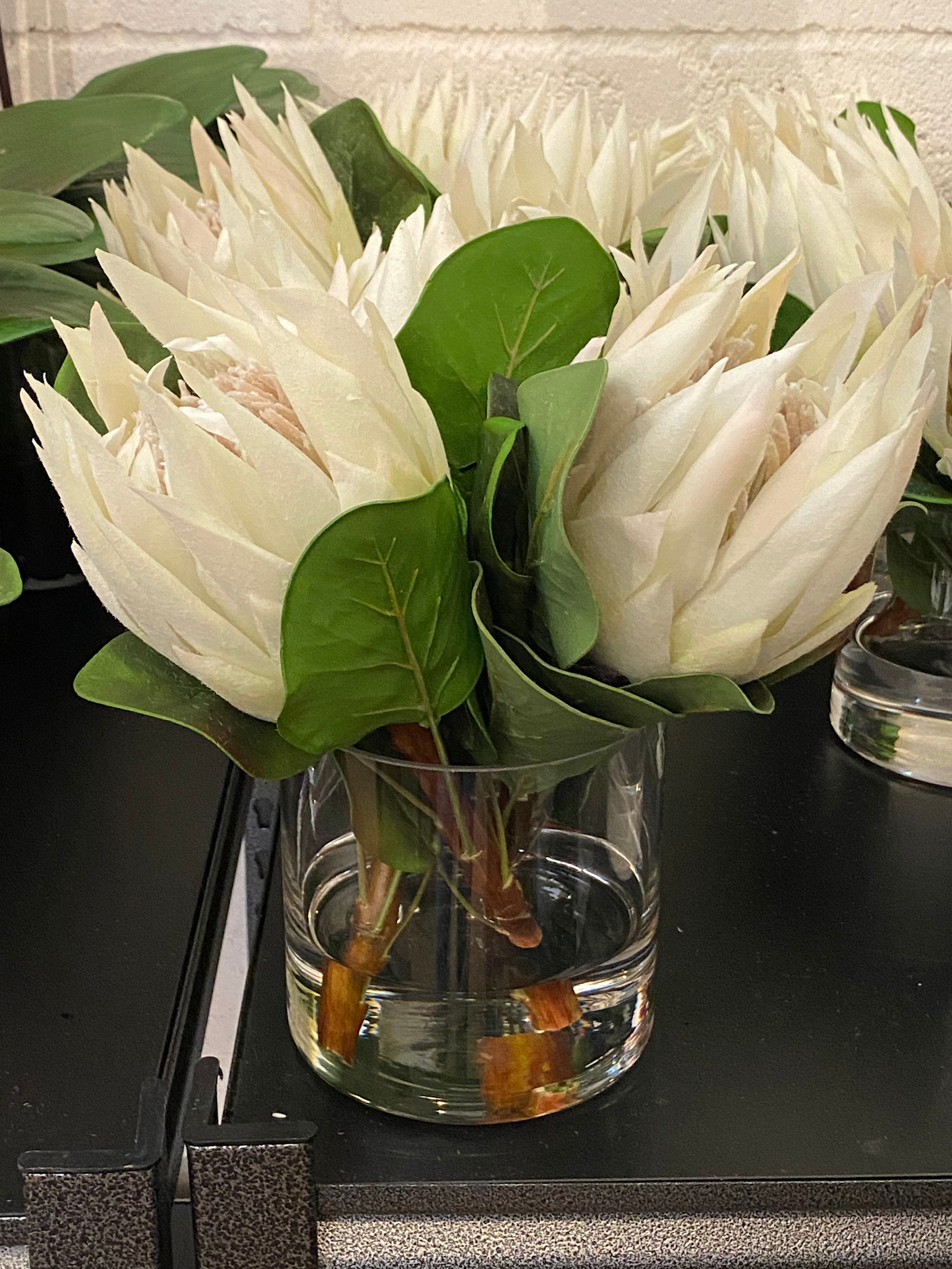 Protea x3 in 5" Cylinder-Faux Water (White)