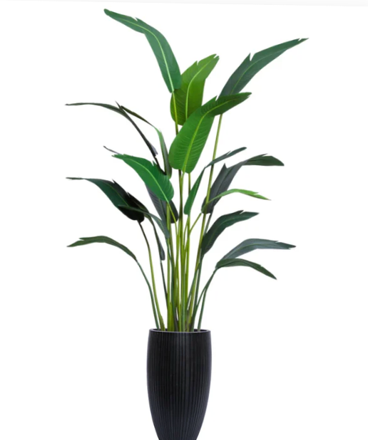 8' Travelers Palm White Smooth Pot 84"x60"x60"