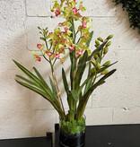Dendrobium Orchid in 6" Cylinder-Faux Water (Green)