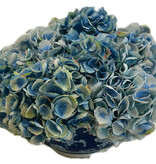 Hydrangea in Long Life Bowl-BL/LBL