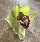 Cymbidium Orchid Votive-Faux Water (Green)