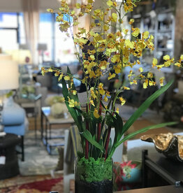 Oncidium Orchid x3 in Faux Water (Yellow)