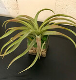 Tillandsia in 4" Square-Faux Water (Green)