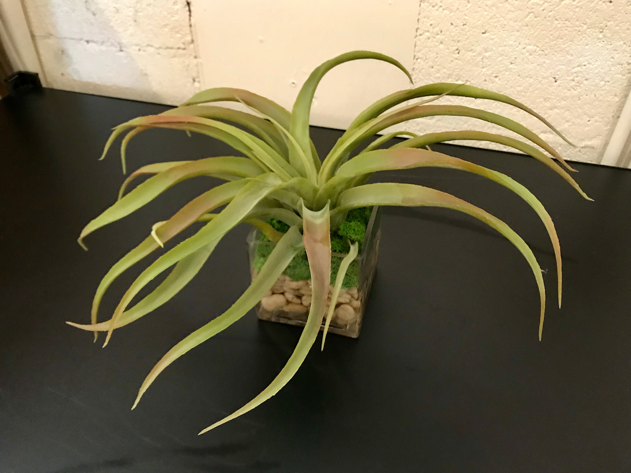 Tillandsia in 4" Square-Faux Water (Green)