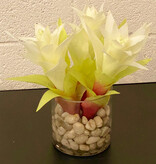 Star Bromeliads in 4" Cylinder-Faux Water/Stones (White)