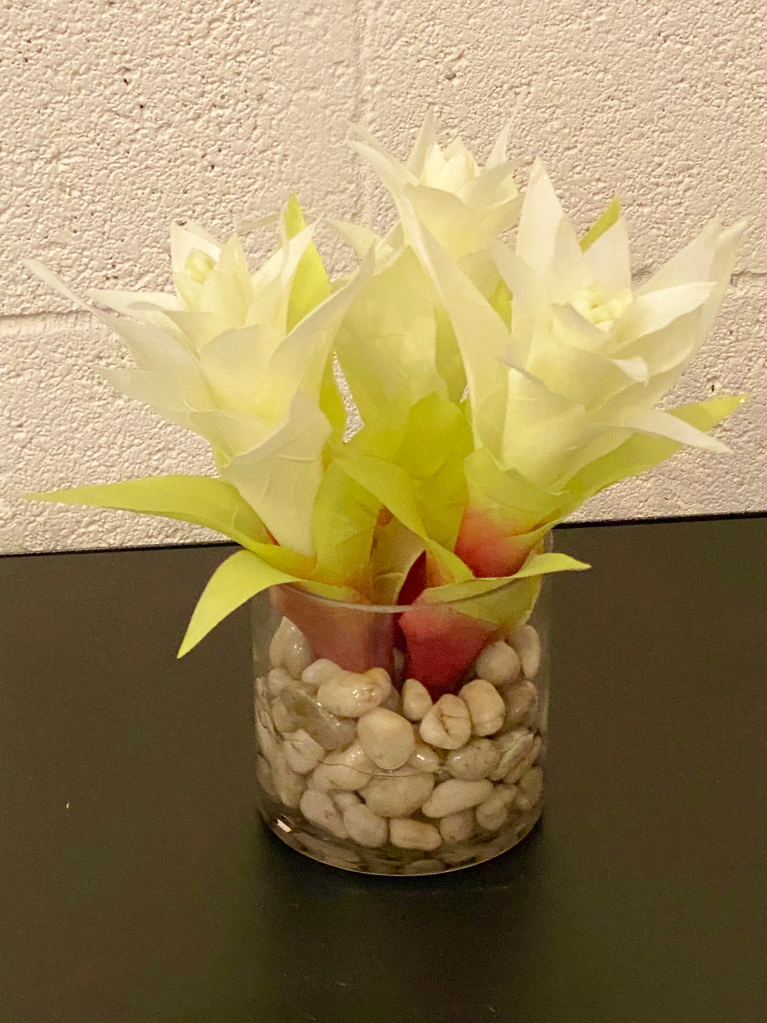 Star Bromeliads in 4" Cylinder-Faux Water/Stones (White)