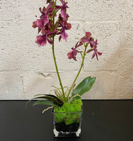Wild Dendrobium Orchid in 3” Square-Faux Water with Moss (Burgundy)