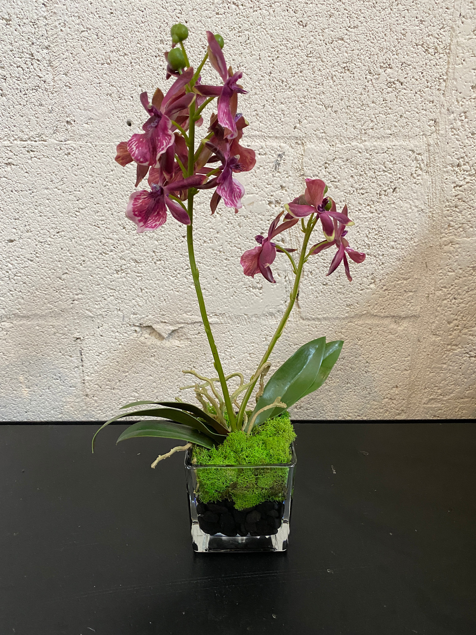 Wild Dendrobium Orchid in 3” Square-Faux Water with Moss (Burgundy)