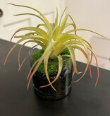 Tilandsia in 3" Cylinder-Faux Water