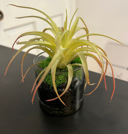 Tilandsia in 3" Cylinder-Faux Water