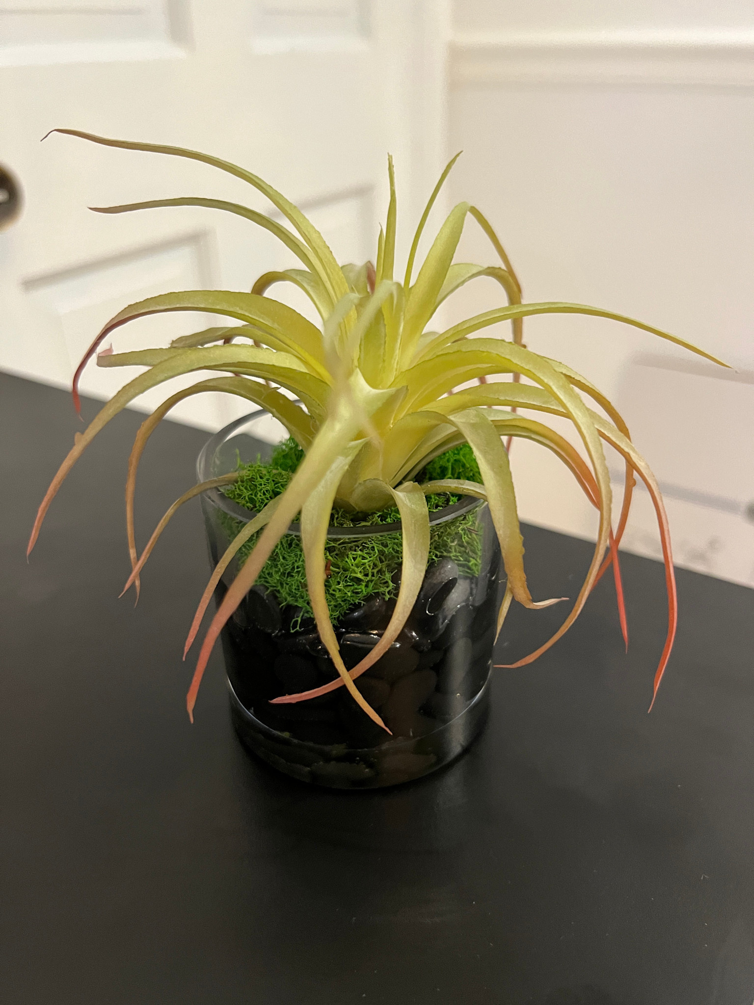 Tilandsia in 3" Cylinder-Faux Water