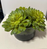Echeveria x3 In Low Cylinder Vase-Faux Water/Stones (Green)