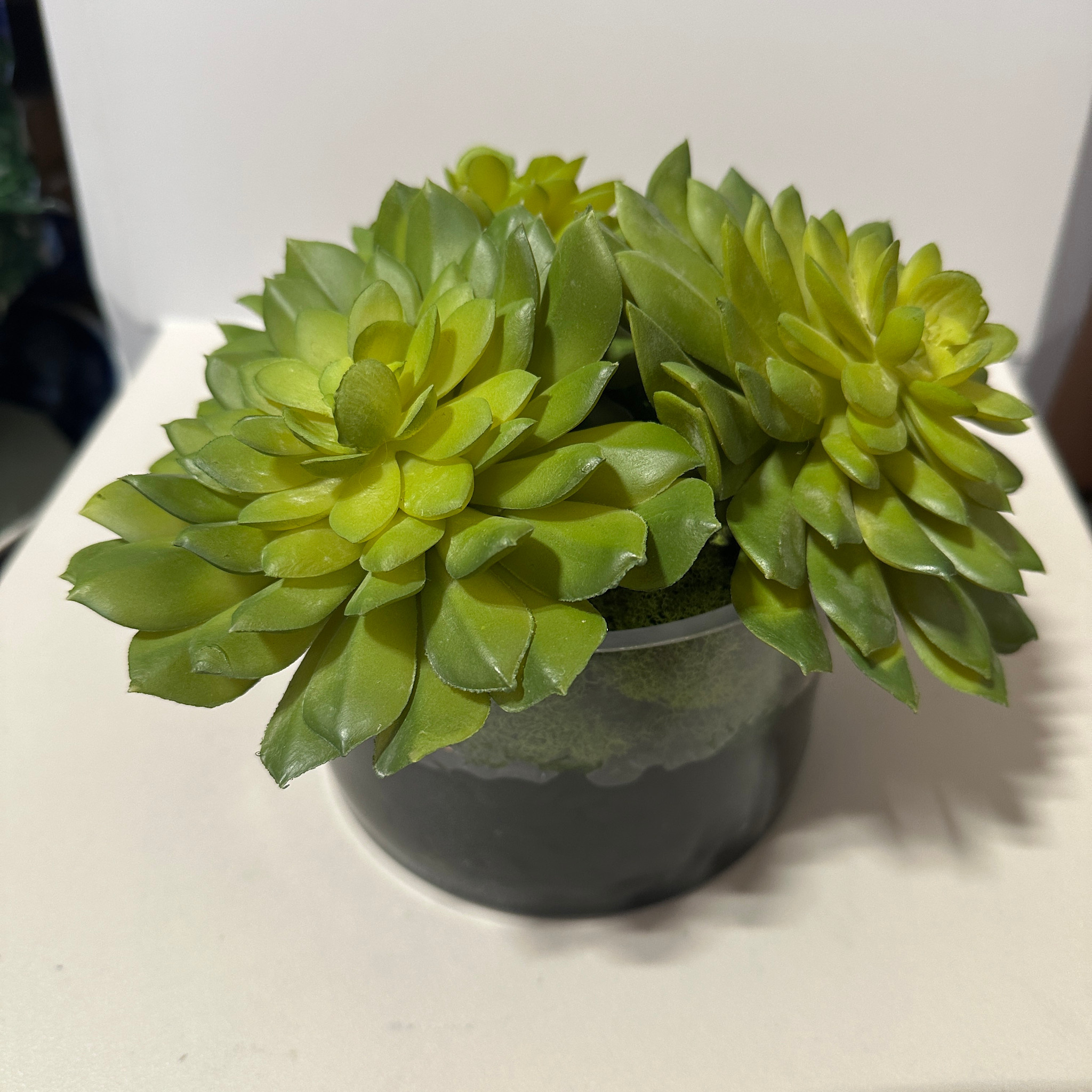 Echeveria x3 In Low Cylinder Vase-Faux Water/Stones (Green)