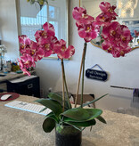 Medium Phalaenopsis Orchid x2 in 5" Cylinder-Faux Water (Purple White)