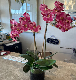 Medium Phalaenopsis Orchid x2 in 5" Cylinder-Faux Water (Purple White)