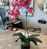 Medium Phalaenopsis Orchid in 5" Cylinder-Faux Water (Purple White)