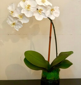 Medium Phalaenopsis Orchid in 5" Cylinder-Faux Water (White)