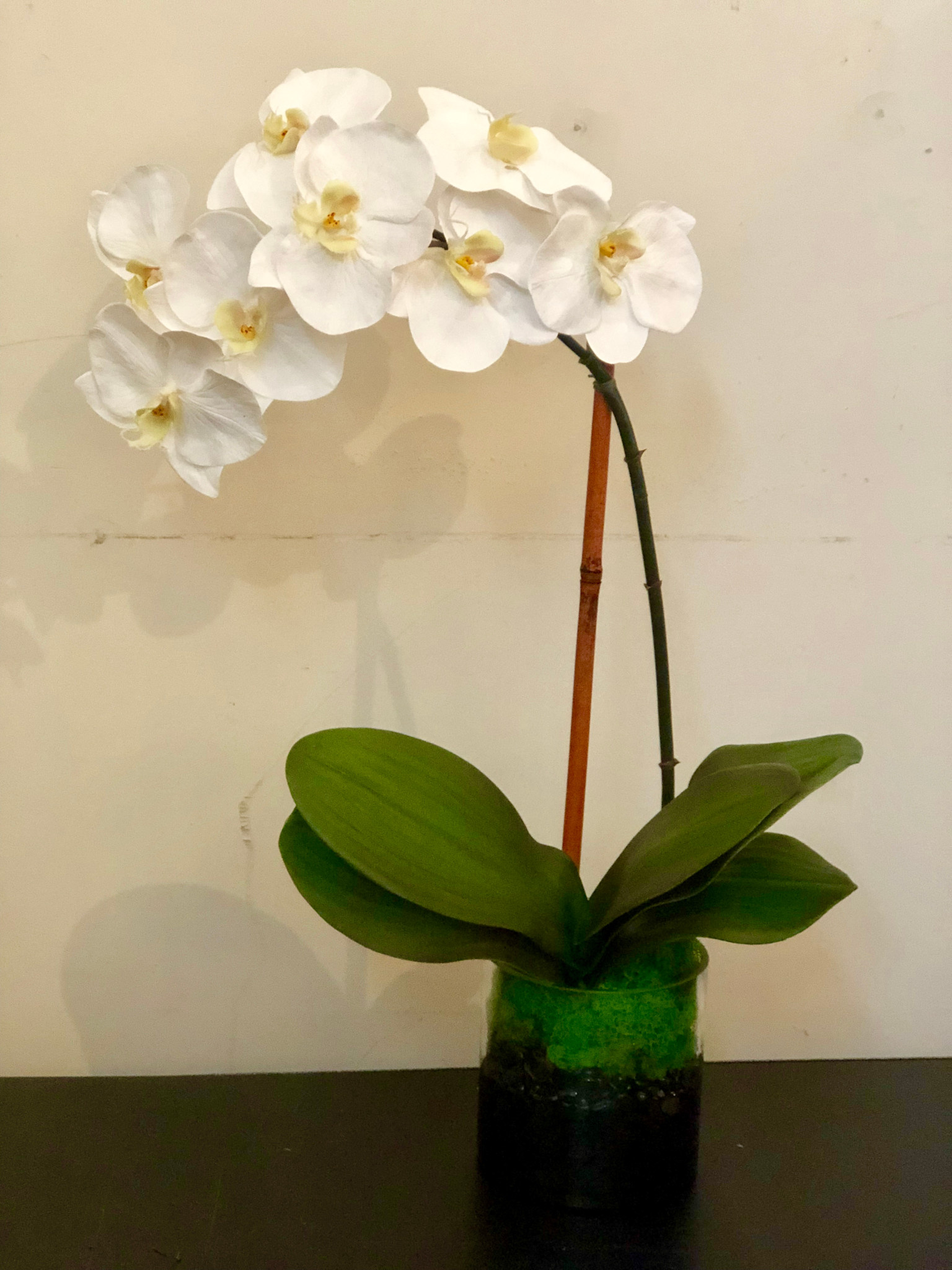 Medium Phalaenopsis Orchid in 5" Cylinder-Faux Water (White)