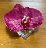 Phalaenopsis Orchid Votive-Faux Water (Fuscia)