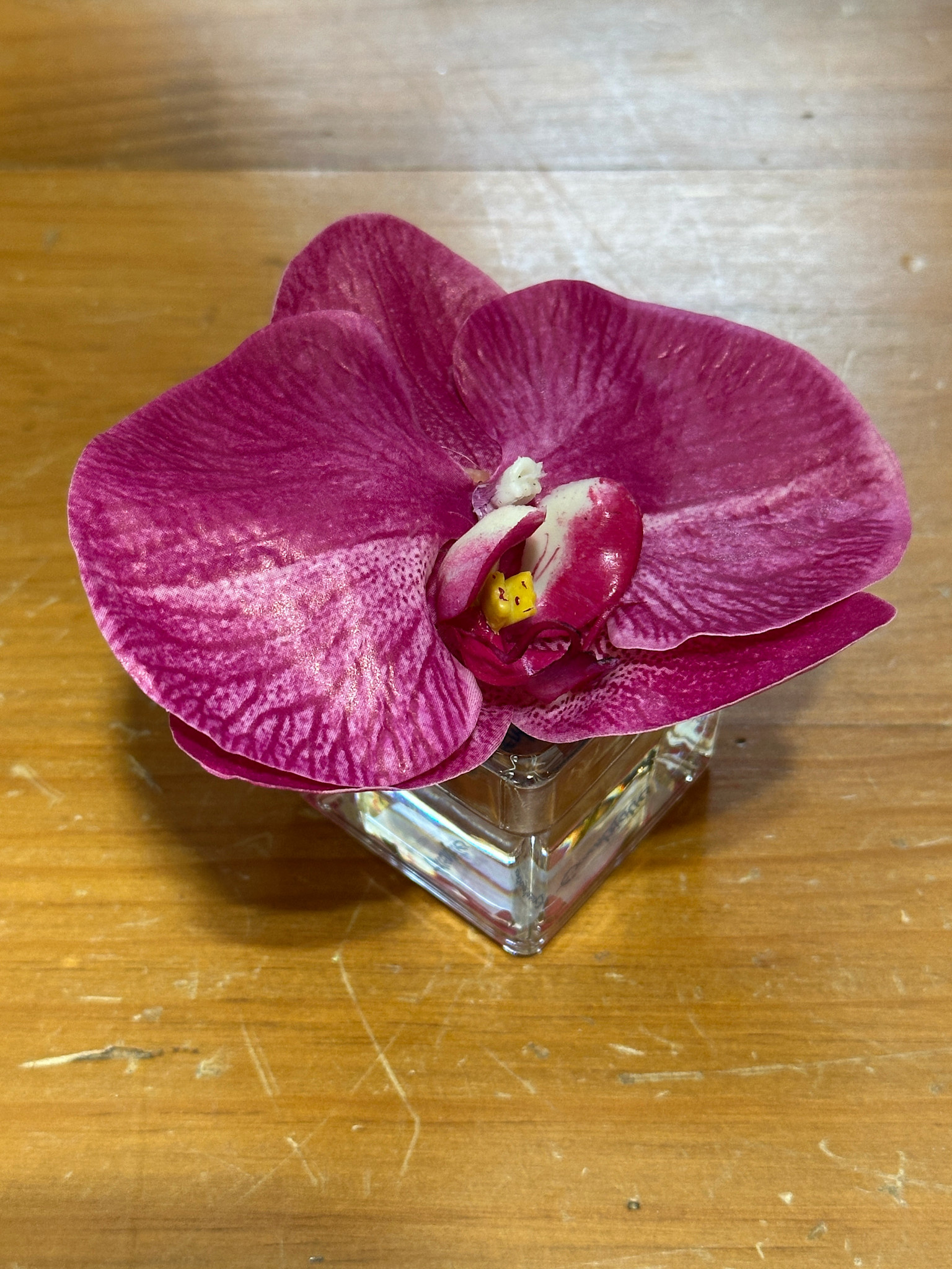 Phalaenopsis Orchid Votive-Faux Water (Fuscia)