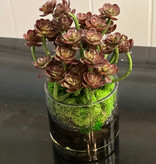 Baby Succulent in 3" Cylinder-Faux Water/Stones (Burgundy)