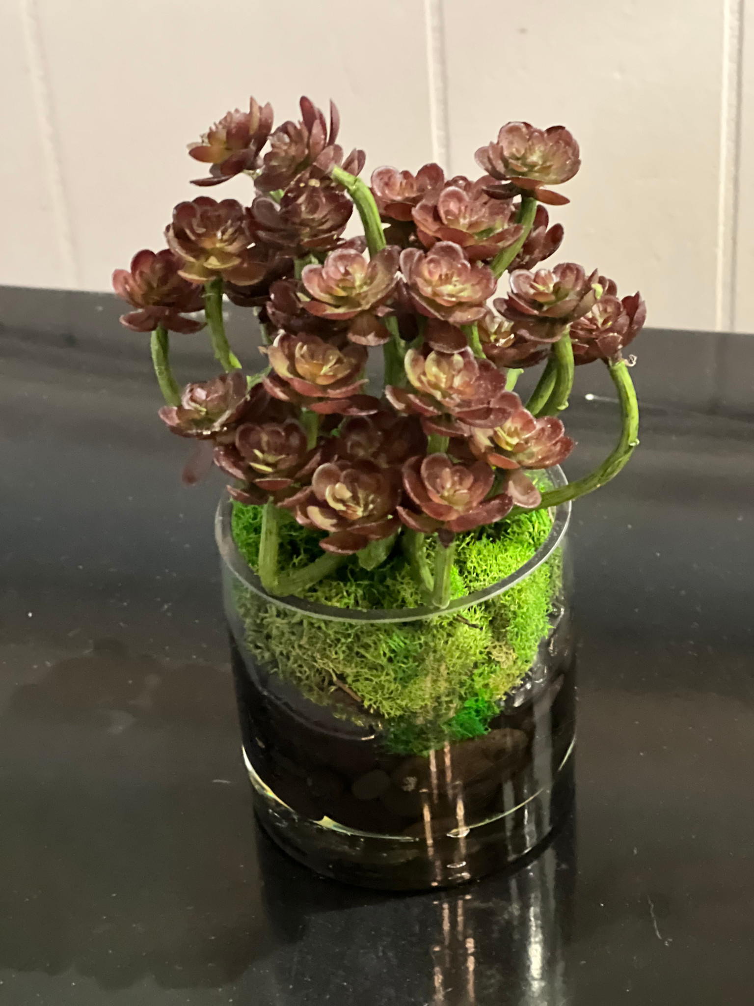 Baby Succulent in 3" Cylinder-Faux Water/Stones (Burgundy)