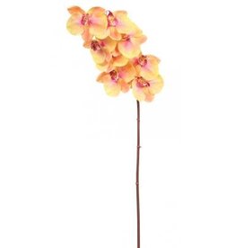 Phalaenopsis Orchid x8 (Orchid) - Yellow