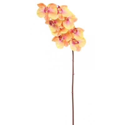 Phalaenopsis Orchid x8 (Orchid) - Yellow