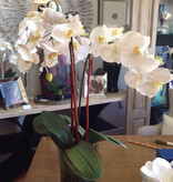 Large Phalaenopsis Orchid x3-Faux Water (White)