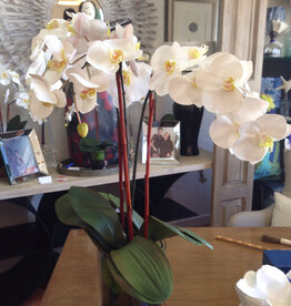 Large Phalaenopsis Orchid x3-Faux Water (White)