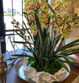 Customn Dendrobium Orchid x3 Green in Coco White Coral Bowl