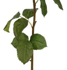 ROSE DUTCHESS BUD L. 24'' (WHITE)