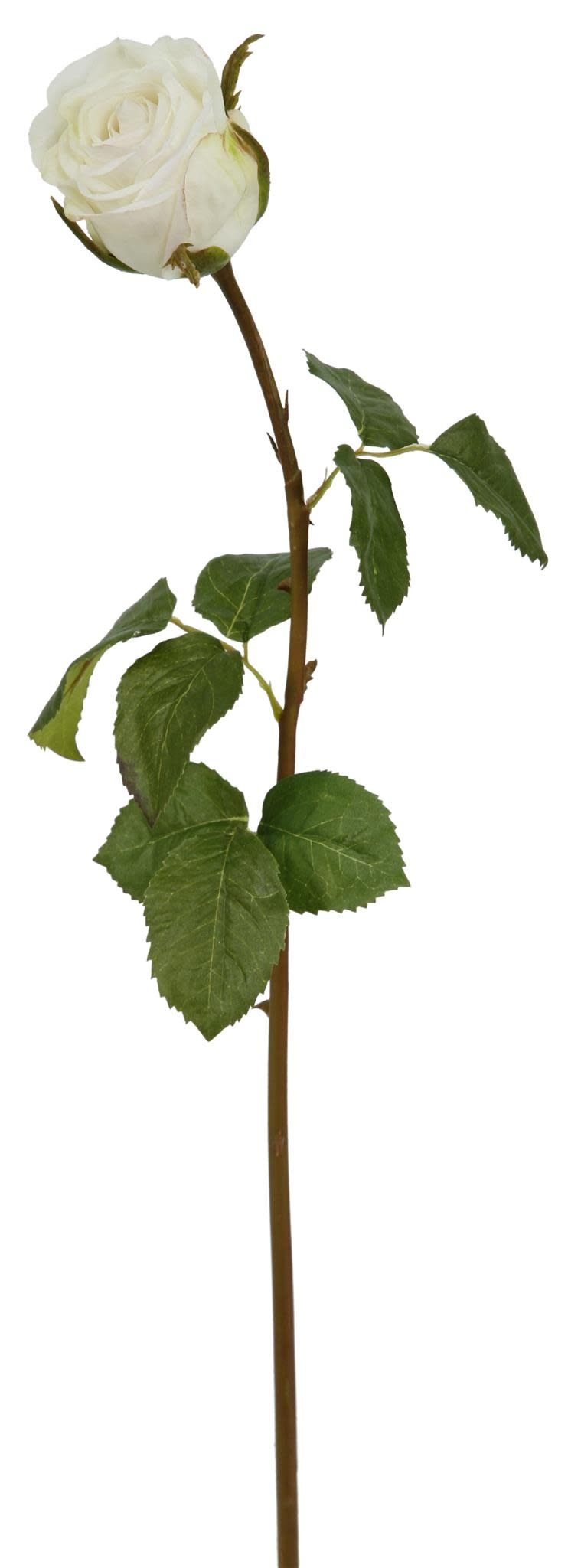 ROSE DUTCHESS BUD L. 24'' (WHITE)