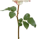 ROSE DUTCHESS OPEN SHT/STM L. 20'' Champagne