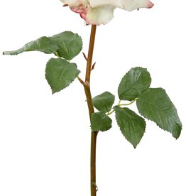 ROSE DUTCHESS OPEN SHT/STM L. 20'' Champagne