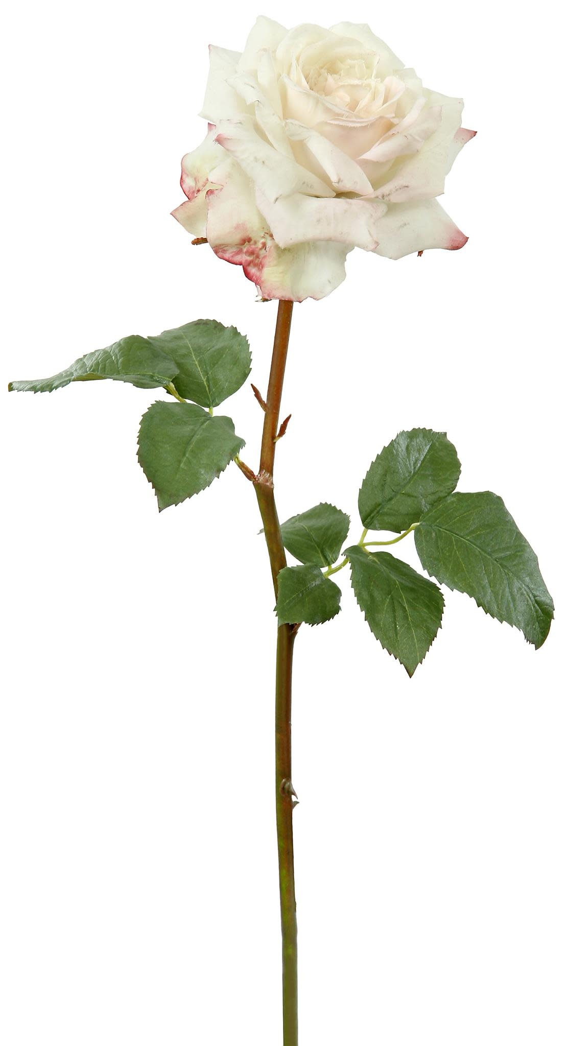 ROSE DUTCHESS OPEN SHT/STM L. 20'' Champagne